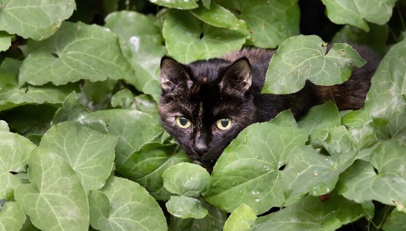 Новини культури - Гороскоп для всіх знаків зодіаку на перші вихідні серпня 2025 року