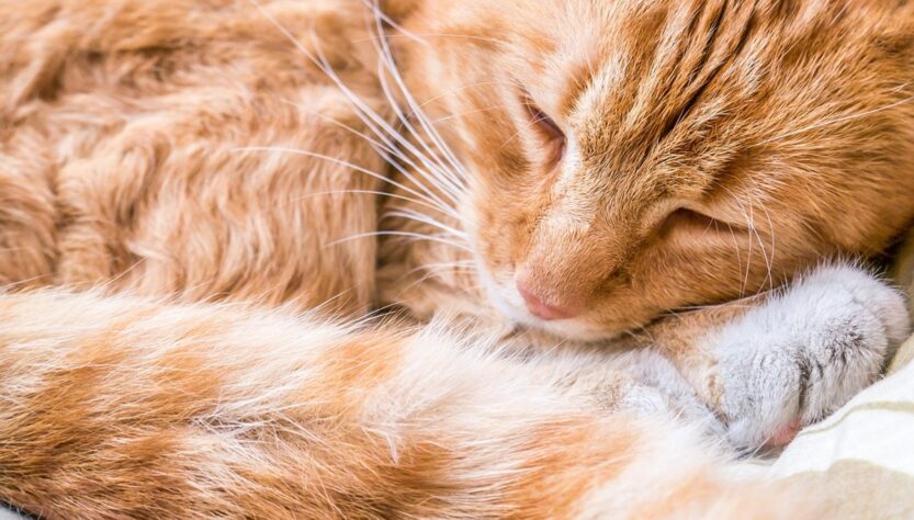 Новини культури - Гороскоп для всіх знаків зодіаку на вихідні 16-17 серпня 2025 року