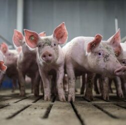 Технології - Хірурги вперше пересадили легеню свині людині