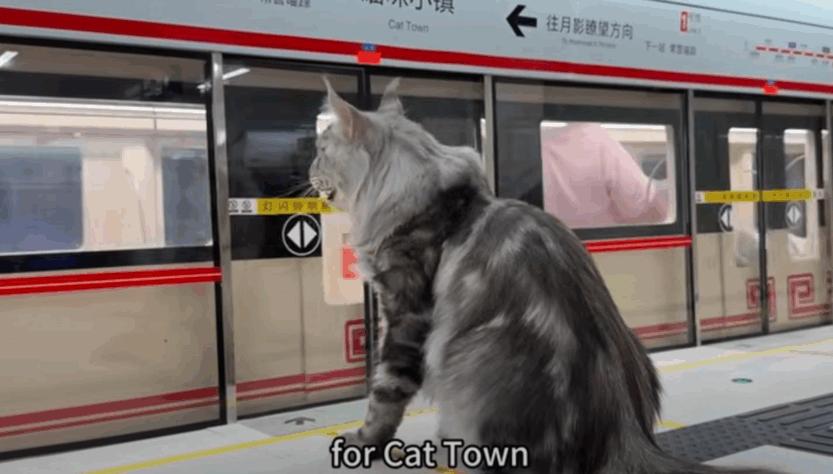 Новини світу - Китаєць побудував для свого кота метро