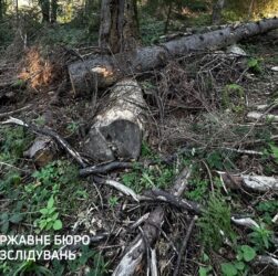 Новини України - Лісничому загрожує до п’яти років за вирубку у заповіднику
