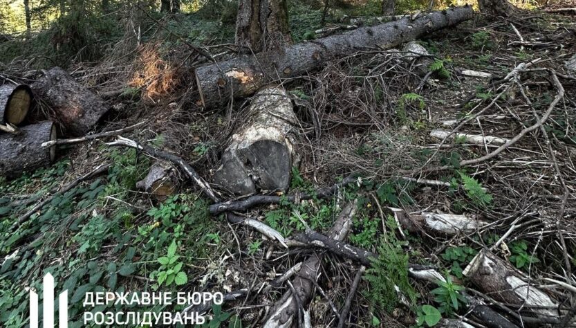 Новини України - Лісничому загрожує до п’яти років за вирубку у заповіднику