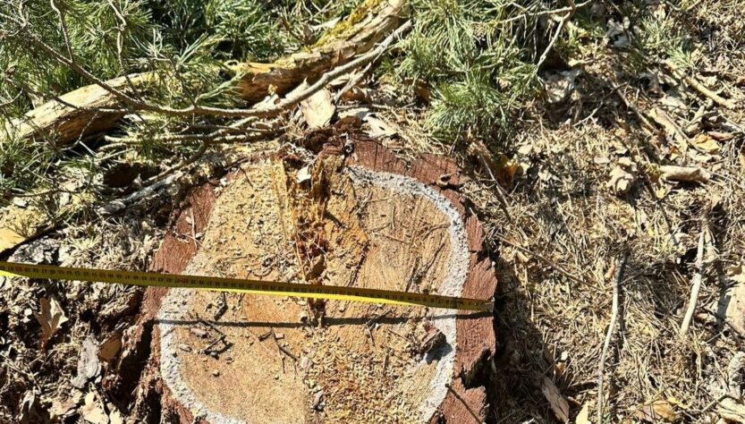 Новини України - На Львівщині колишній лісничий допустив вирубку майже трьох тисяч дерев