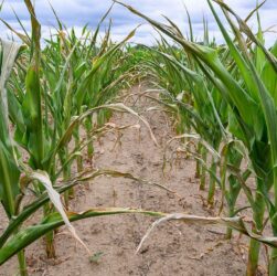 Новини України - Посуха знищила урожай кукурудзи і соняшника на Миколаївщині - Кім