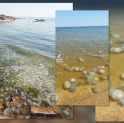 Новини України - Ситуація в Азовському морі близька до екологічної катастрофи - ЦПД