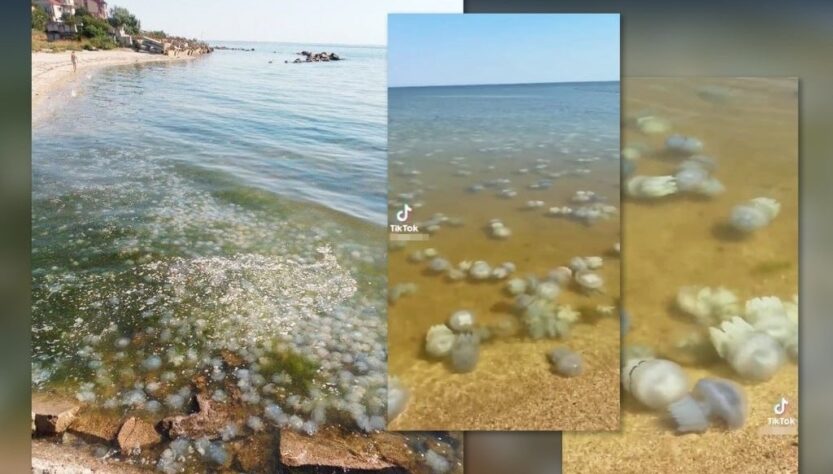 Новини України - Ситуація в Азовському морі близька до екологічної катастрофи - ЦПД