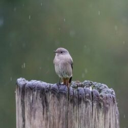 Новини України - Спека до +35°, подекуди дощі: прогноз погоди на початок тижня