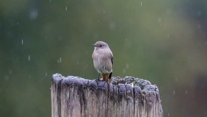 Новини України - Спека до +35°, подекуди дощі: прогноз погоди на початок тижня