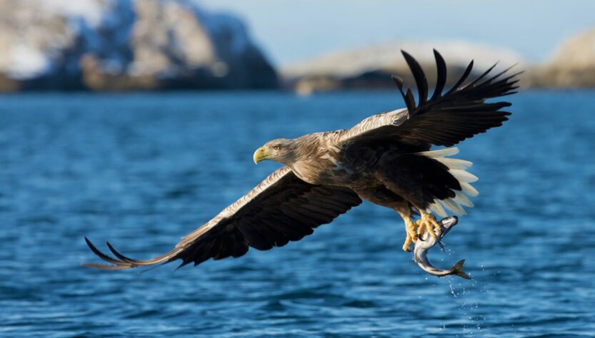 Новини культури - У Канаді риба з неба залишила село без електрики, спричинивши пожежу