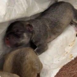 Новини Києва - У Києві на смітник викинули живих цуценят в пакеті