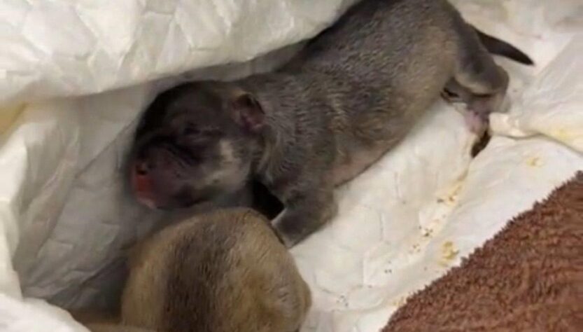 Новини Києва - У Києві на смітник викинули живих цуценят в пакеті