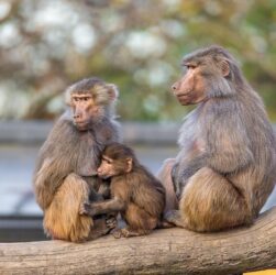 Новини світу - У німецькому зоопарку убили 12 бабуїнів через брак місця у вольєрі