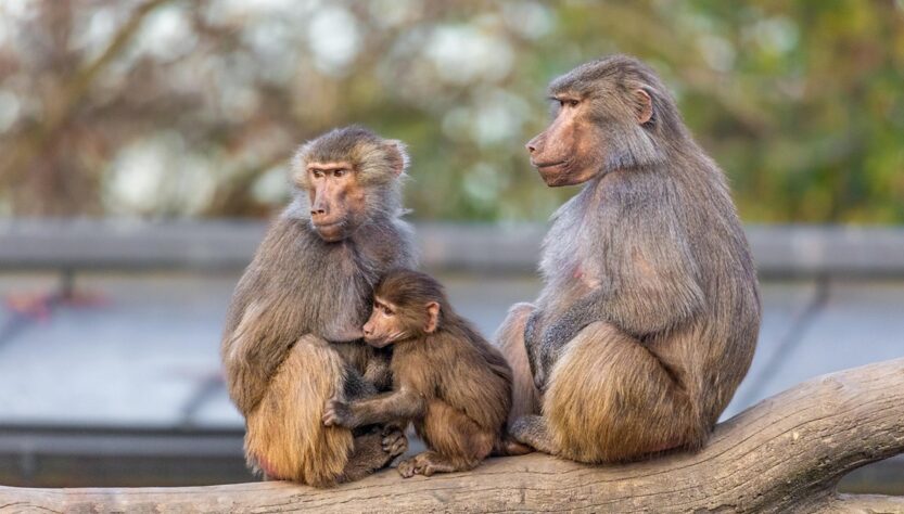 Новини світу - У німецькому зоопарку убили 12 бабуїнів через брак місця у вольєрі