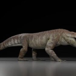 Технології - У Патагонії знайшли скам’янілі рештки крокодилоподібного хижака