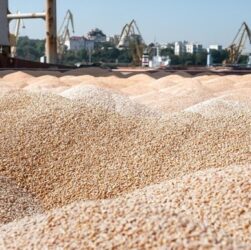 Новини бізнесу - Україна продала мільйон тонн пшениці нового врожаю