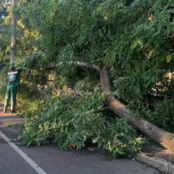 Новини України - В Одесі буревій повалив понад 70 дерев