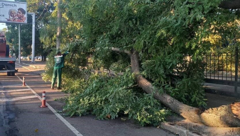 Новини України - В Одесі буревій повалив понад 70 дерев
