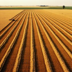 Новини бізнесу - В Україні скоротилося виробництво агропродукції на понад 18%