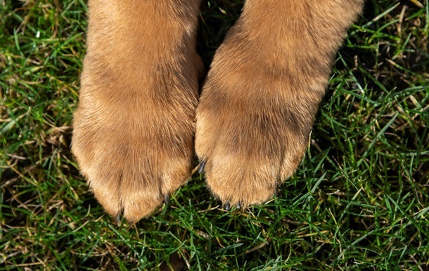 Новини України - Жителю Львівщини загрожує до трьох років за вбивство сусідського пса