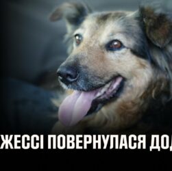 Щасливий фінал, на який чекала вся Україна: собака Джессі знову в родині! 🐾
