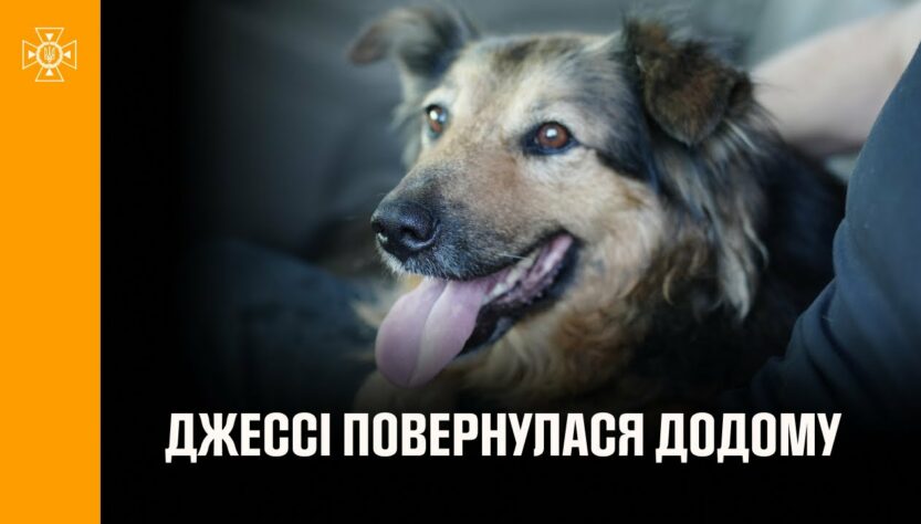 Щасливий фінал, на який чекала вся Україна: собака Джессі знову в родині! 🐾