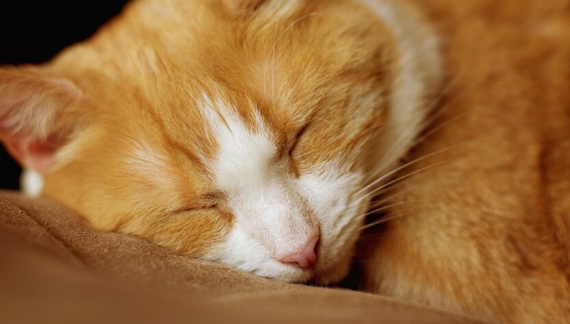 Новини культури - Гороскоп для всіх знаків зодіаку на 1 жовтня 2025 року