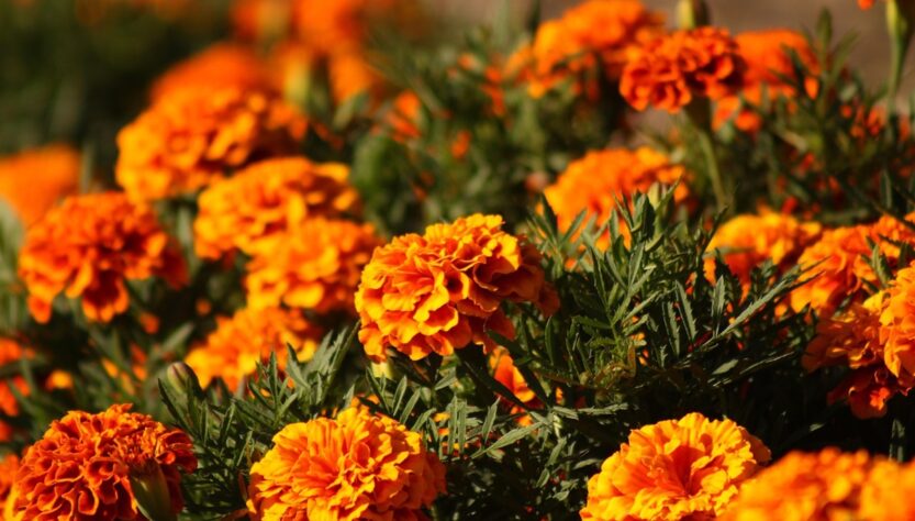 Новини культури - Гороскоп для всіх знаків зодіаку на 12 вересня 2025 року