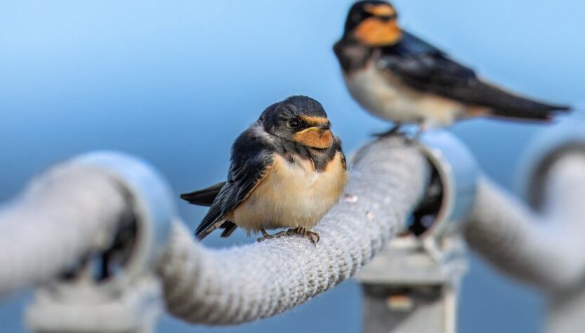 Новини культури - Гороскоп для всіх знаків зодіаку на 16 вересня 2025 року