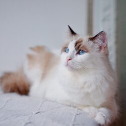 Новини культури - Гороскоп для всіх знаків зодіаку на 2 вересня 2025 року