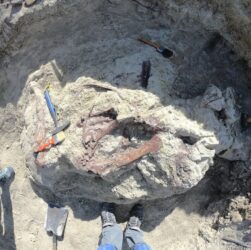 Технології - Joaquinraptor casali: у Патагонії відкрили семиметрового хижака