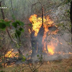 Новини України - На Хортиці спалахнула масштабна пожежа