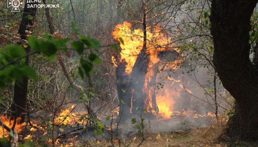 Новини України - На Хортиці спалахнула масштабна пожежа