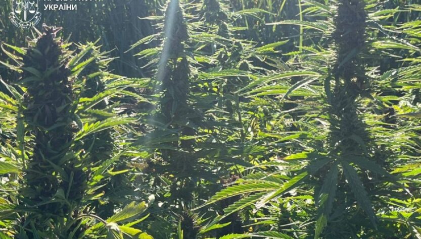 Новини України - На Вінниччині викрили наркоугруповання з мільйонними прибутками