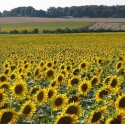 Новини бізнесу - На Запоріжжі окупанти зібрали рекордно низький урожай