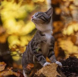 Новини України - Синоптики спрогнозували, якою буде погода в Україні в жовтні