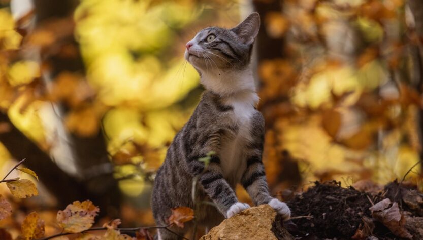 Новини України - Синоптики спрогнозували, якою буде погода в Україні в жовтні