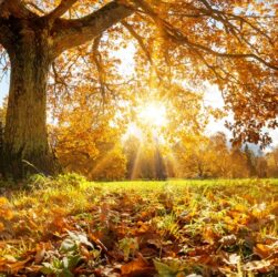 Новини України - Тепло і сонячно: якою буде погода у перші вихідні осені