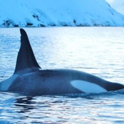 Новини світу - Українські полярники показали косаток біля станції Академік Вернадський