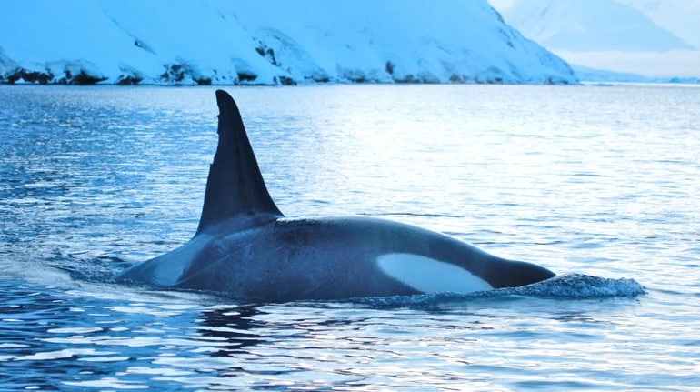 Новини світу - Українські полярники показали косаток біля станції Академік Вернадський