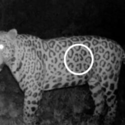 Новини світу - В Бразилії ягуар подолав понад кілометр вплав