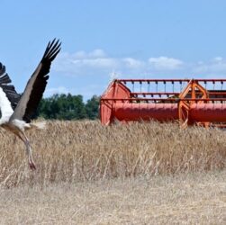 Новини бізнесу - В Україні зібрали майже 30 млн тонн зерна нового врожаю