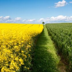 Новини бізнесу - В Україні зібрали понад 3,3 млн тонн ріпаку