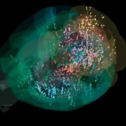 Технології - Вчені створили першу детальну карту прийняття рішень у мозку