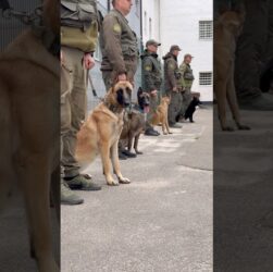 Собаки, які знаходять все