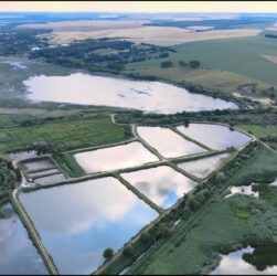 Перлина Поділля: історія успіху одного з найбільших рибних господарств України