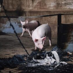 Новини України - Атака "шахедів": на Харківщині загинули 13 тисяч свиней