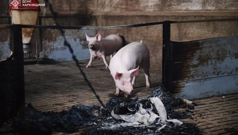 Новини України - Атака "шахедів": на Харківщині загинули 13 тисяч свиней
