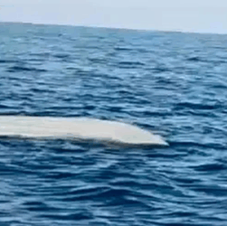 Новини світу - Біля берегів Туреччини виявили морський дрон