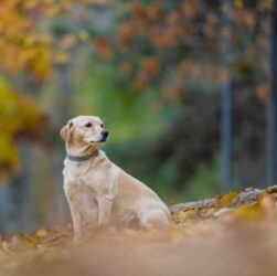 Новини України - Чи буде похолодання: синоптик спрогнозував початок листопада