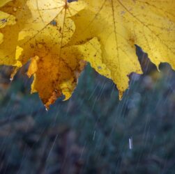 Новини України - Дощі та тумани: прогноз погоди на початок тижня